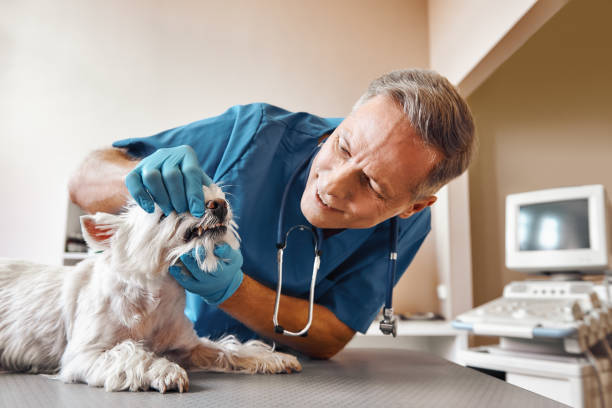 Best Dental Abscess Treatment in Sheldon, TX